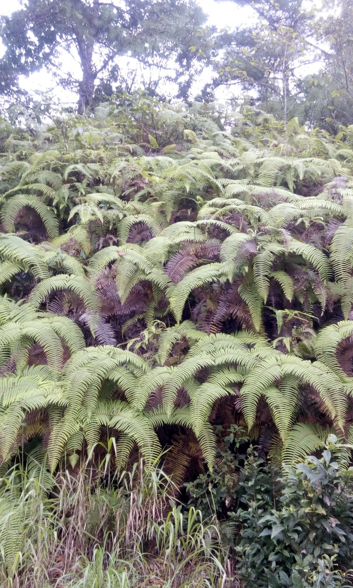 shilong tour
