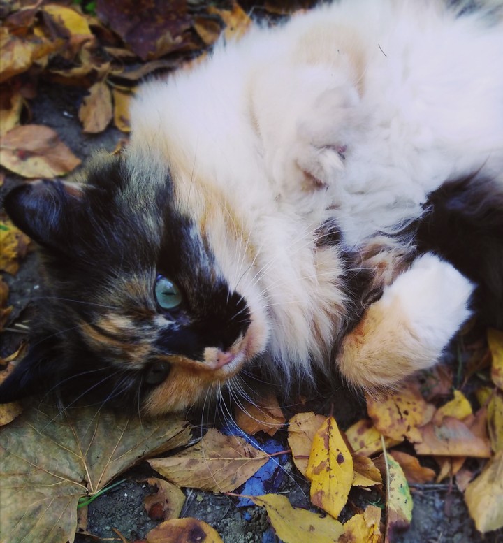 Wonderful creature in yellow leaves ?