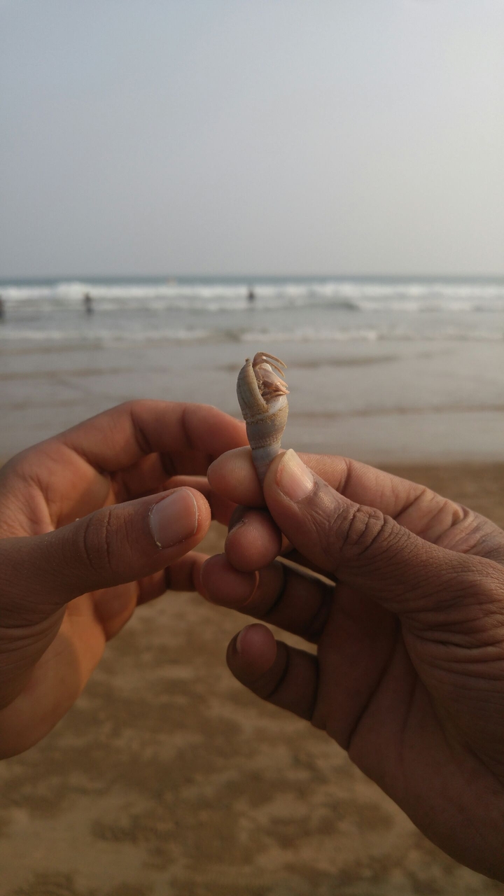 sea conch