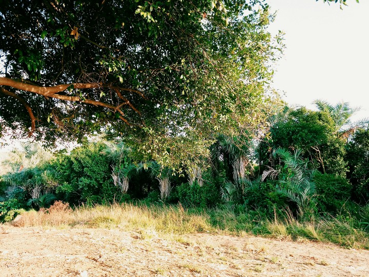 Natureza