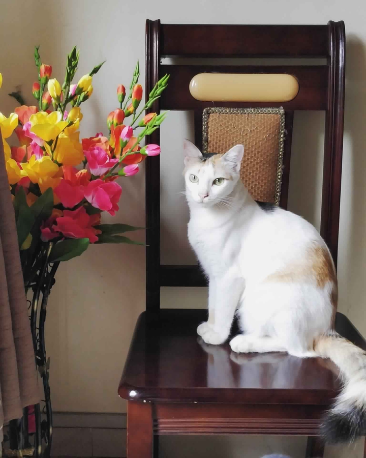 cat