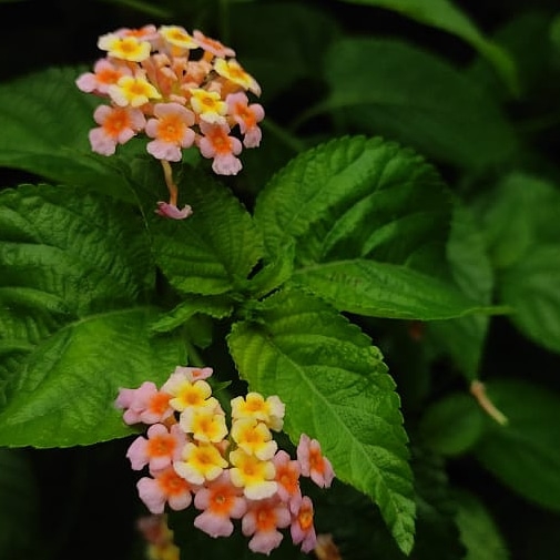 little flowers