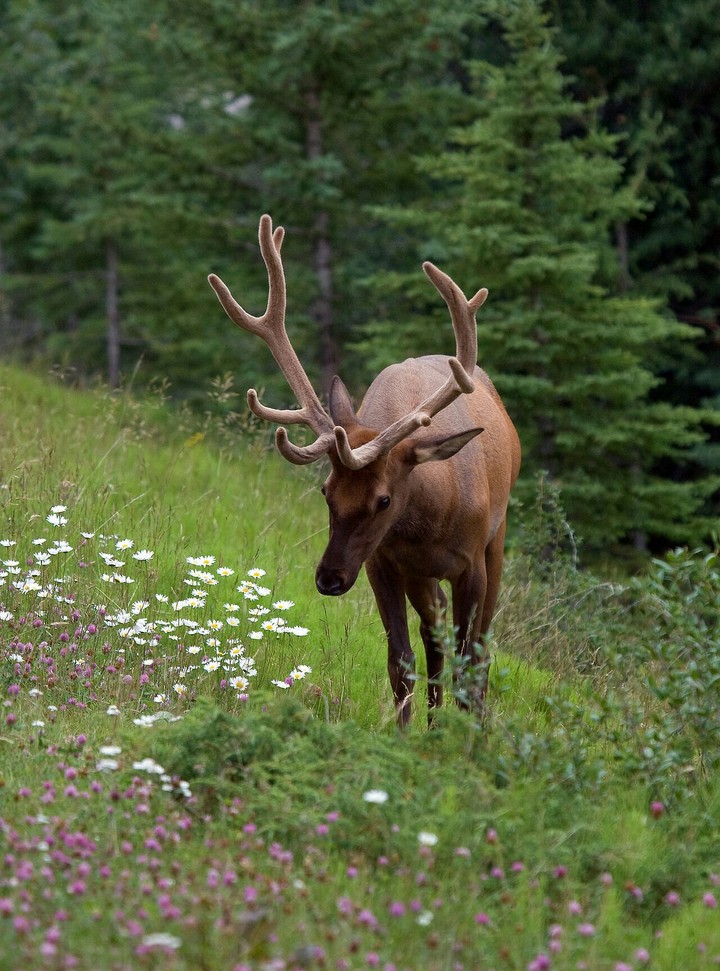 Deer