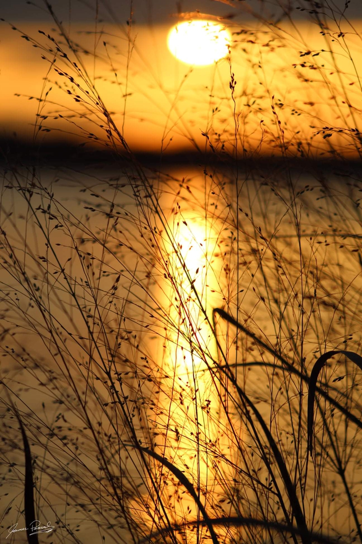 Grassy Sunset
