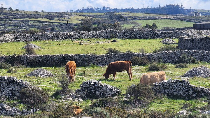 cow