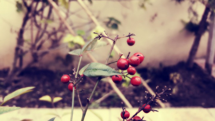 plant