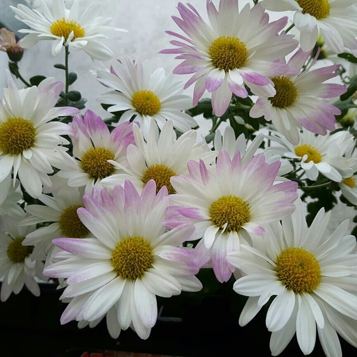 minhas margaridas bicolores