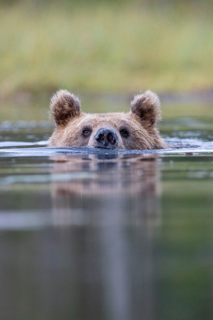 Bear