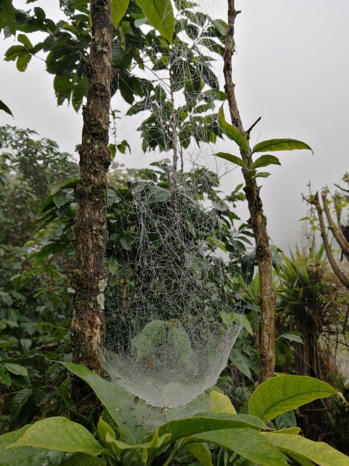 spider
