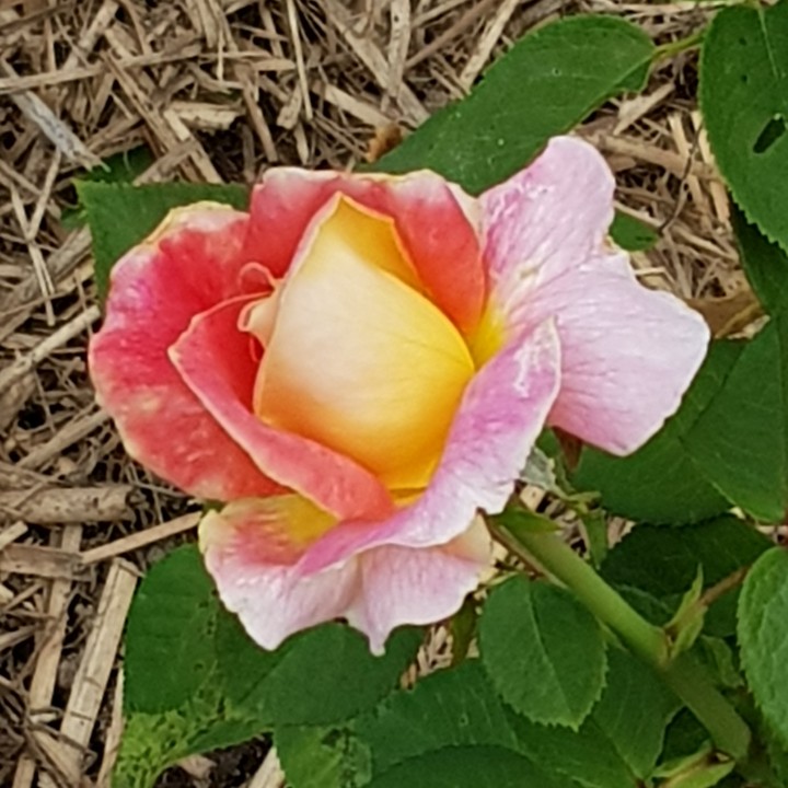 amours des fleurs