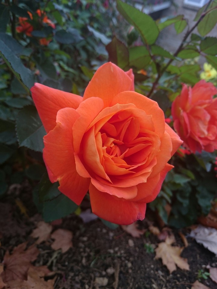 neighbor's garden