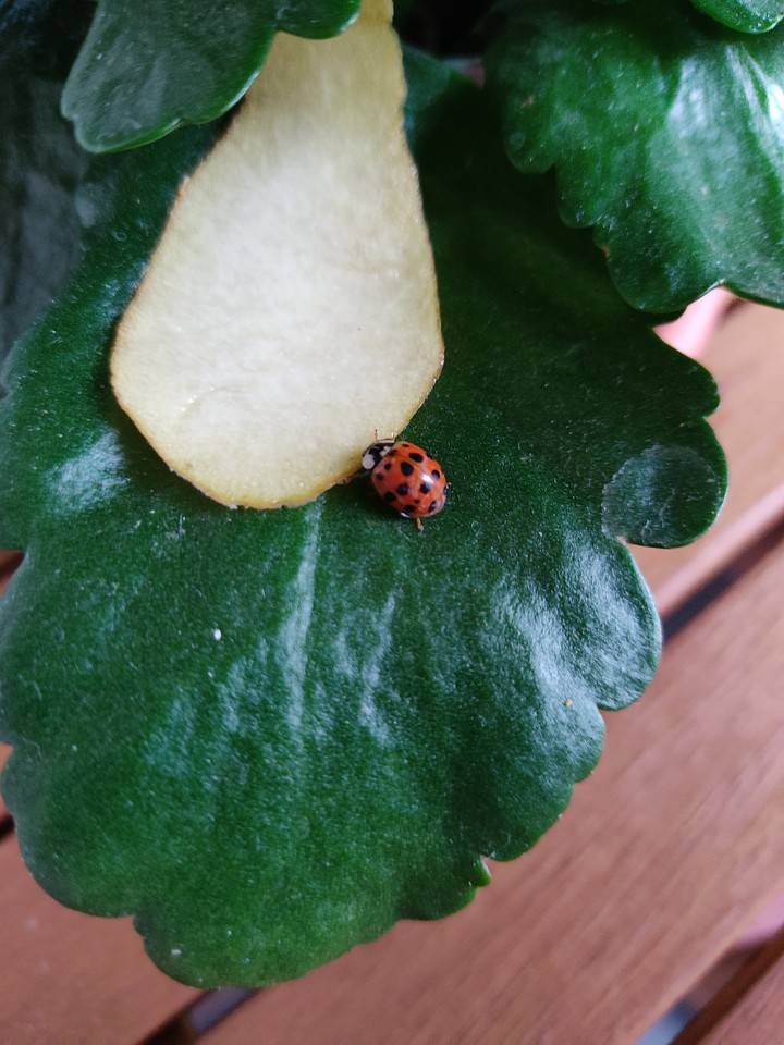 Ladybug