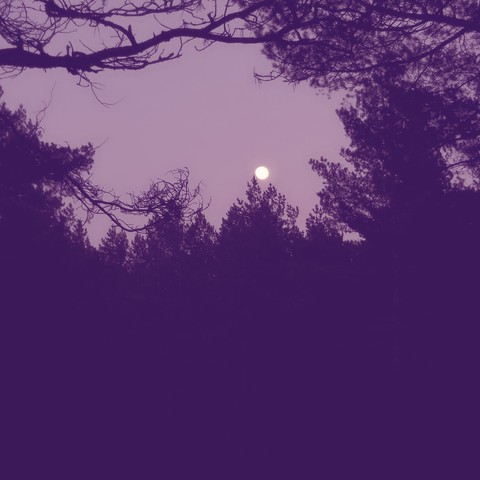 full moon over the forest