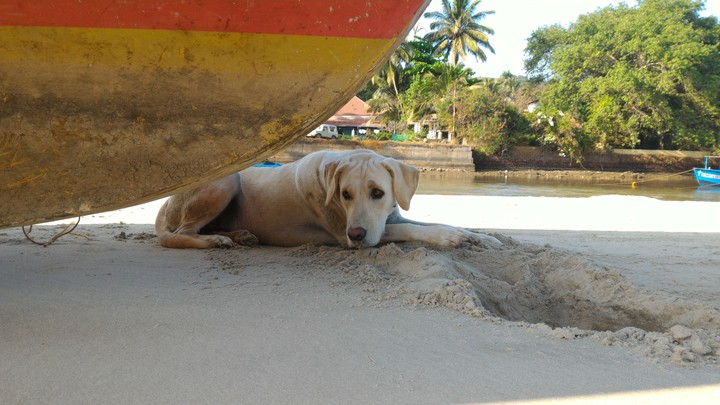 Dog Life