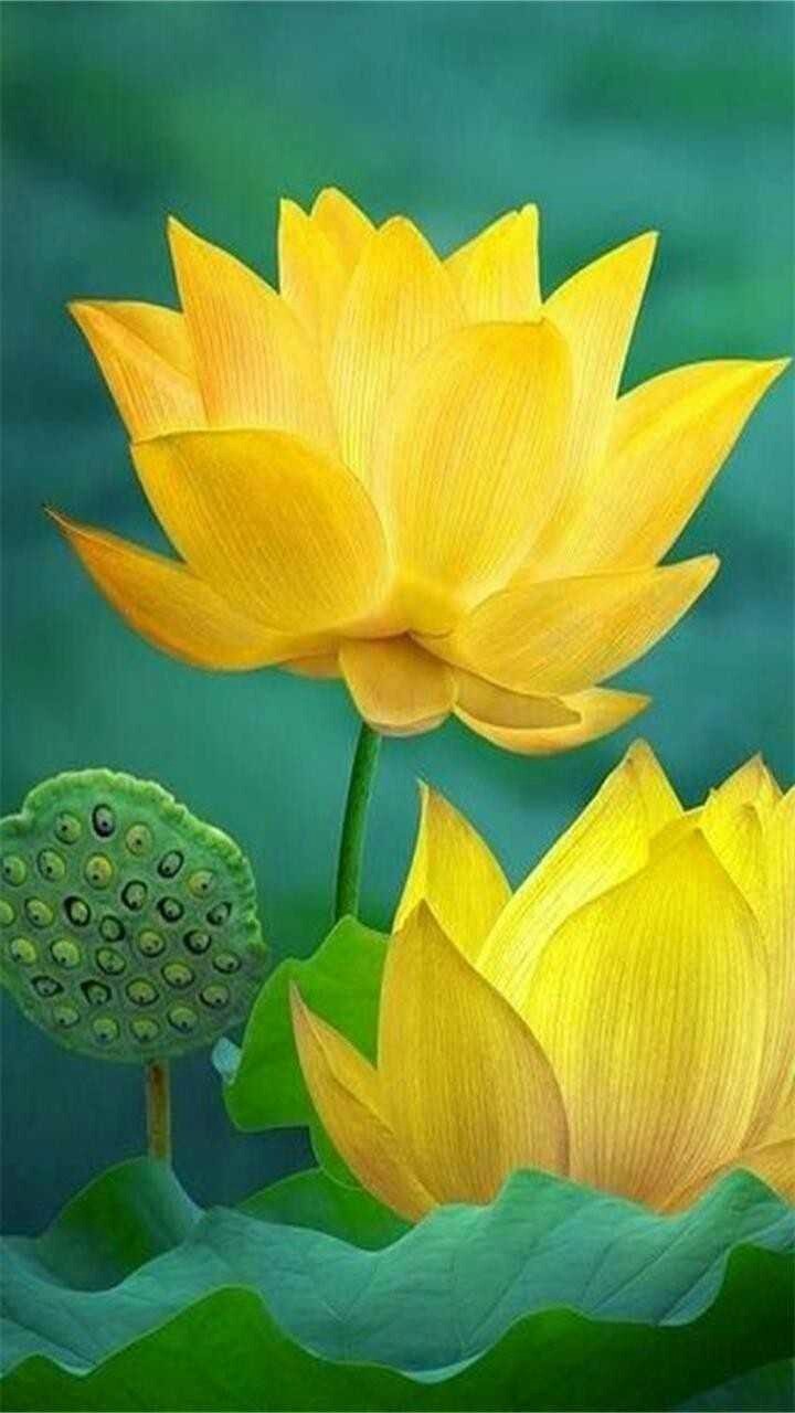 lotus