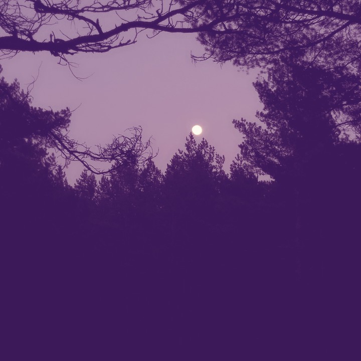 full moon over the forest
