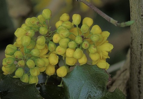papéis de parede green, berberidaceae