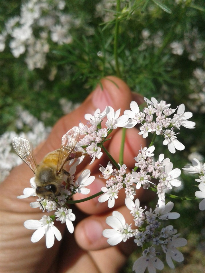 queen of bees