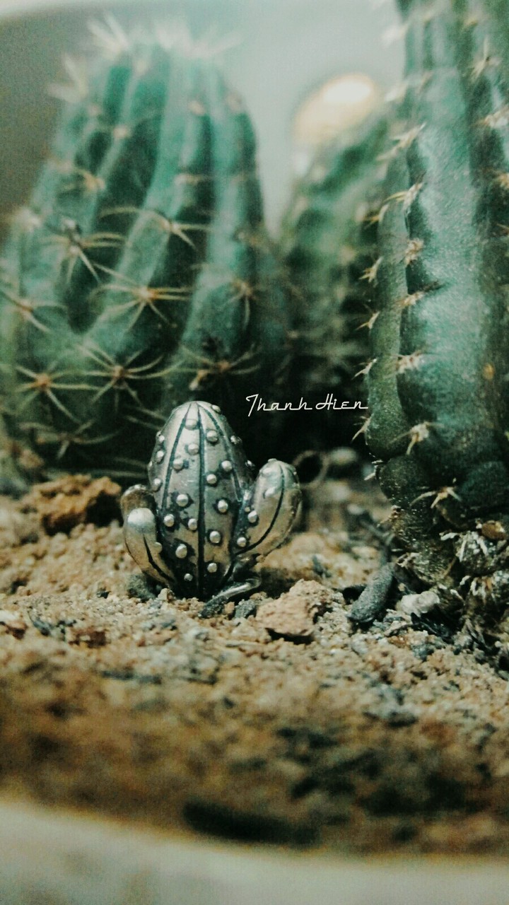 My cactus