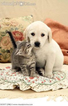 It dog & it cat are friend forever.