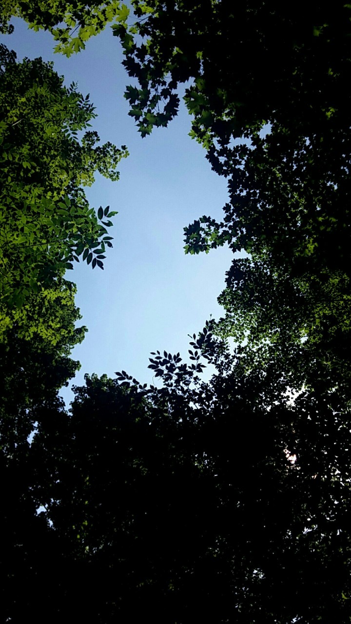 Leafy skies
