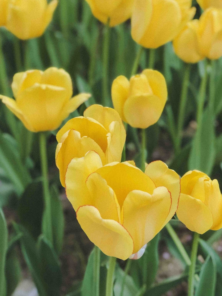 tulip