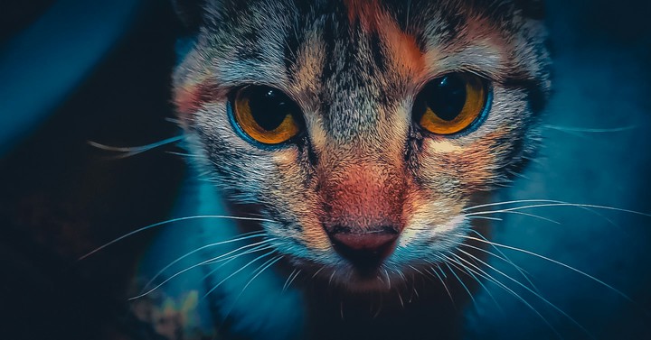 a cat