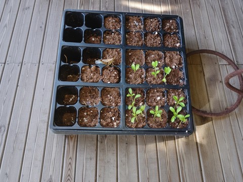 Little sprouting plants