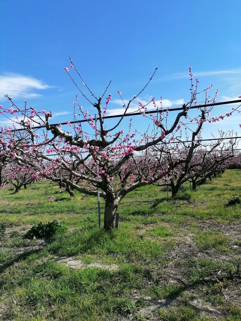 Spring