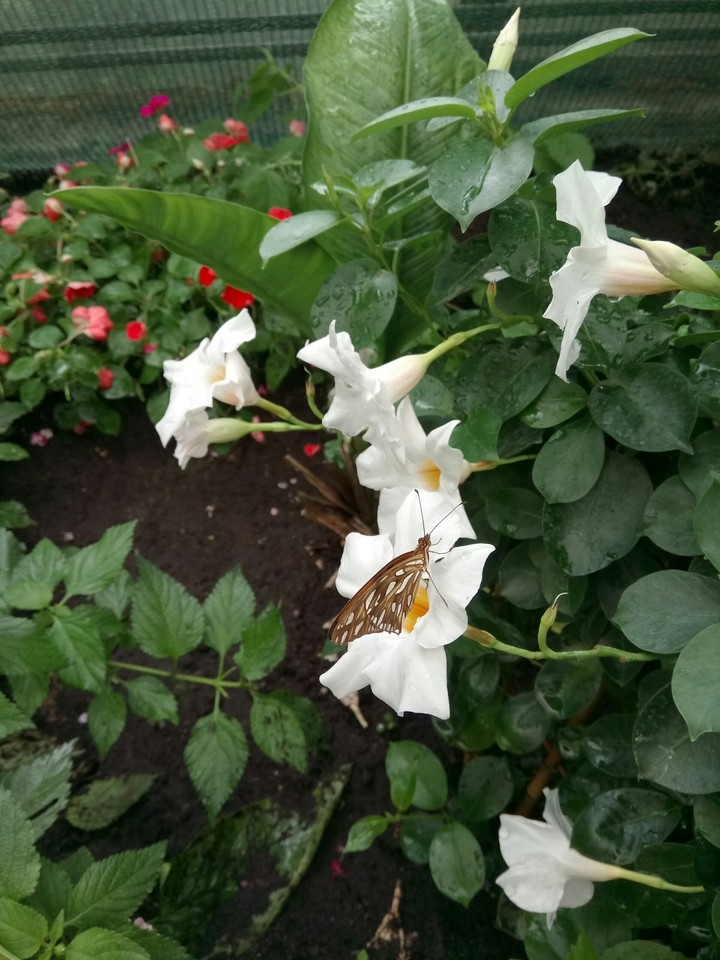 butterfly