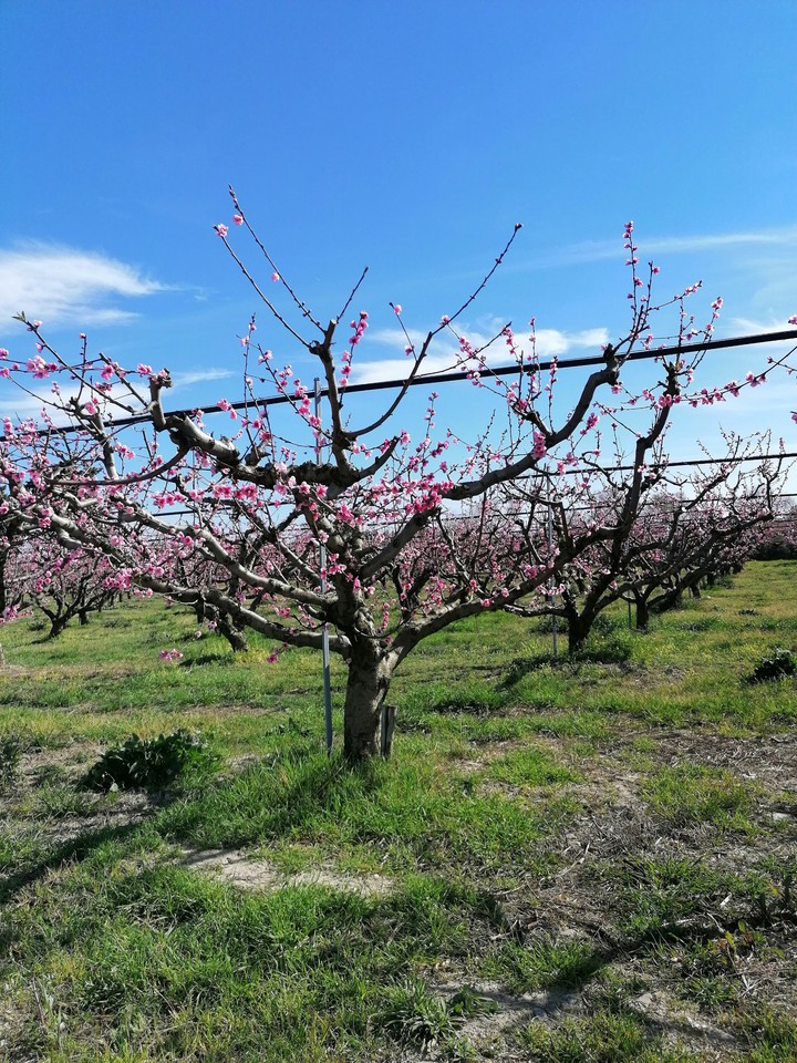 Spring