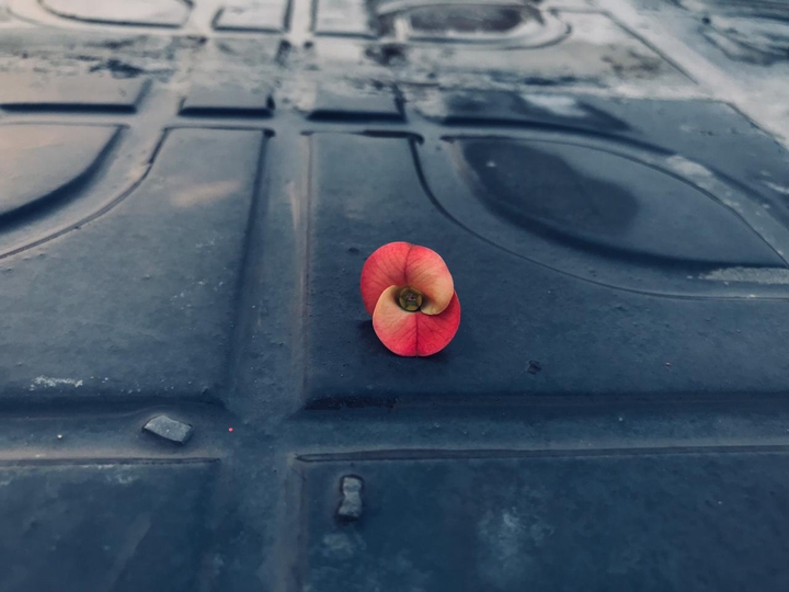 flower