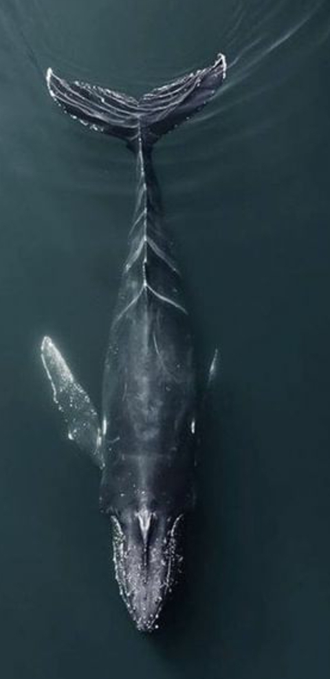 tapety whale, Water
