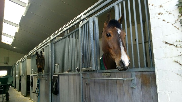 horses