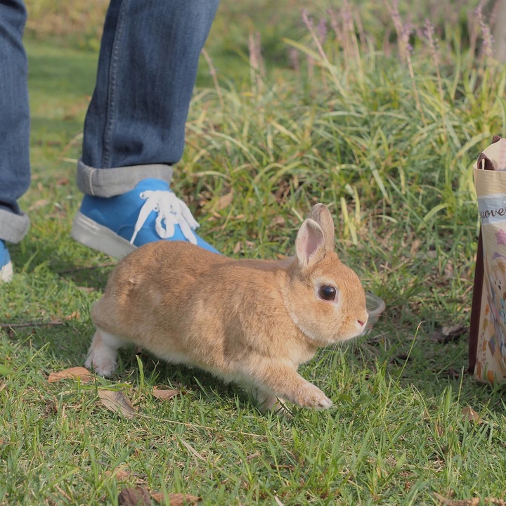 rabbit