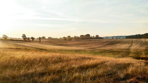 wheat field