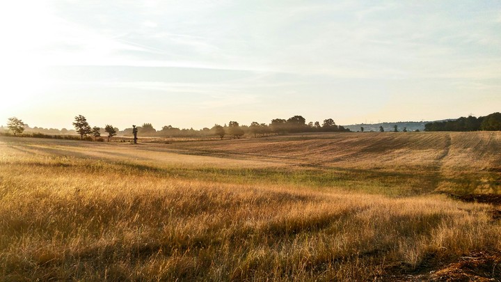 wheat field