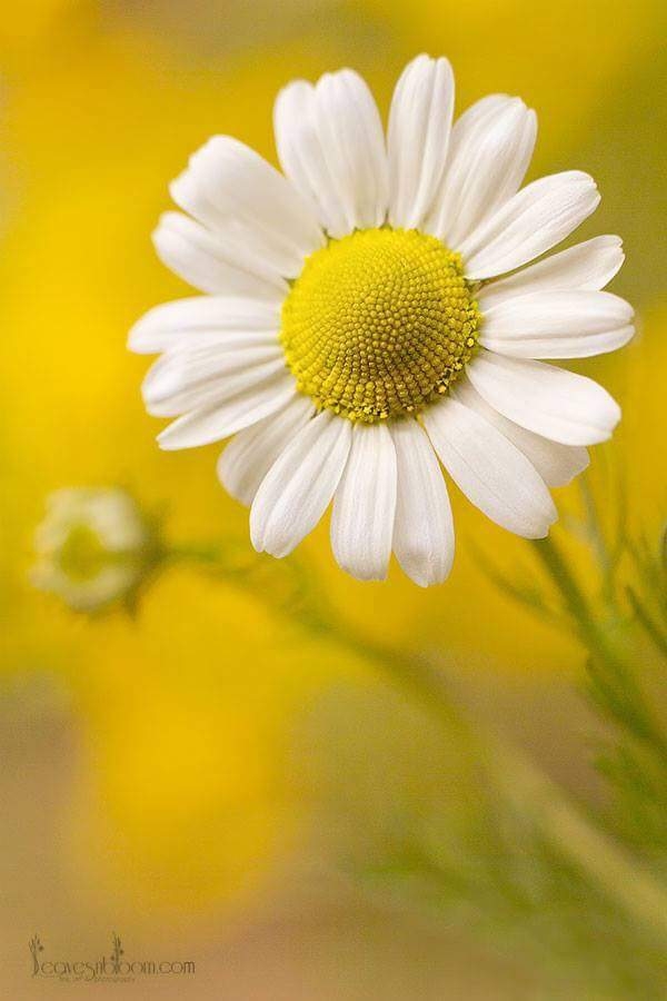 flor
