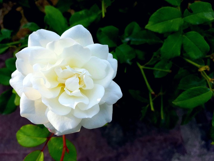 white flower