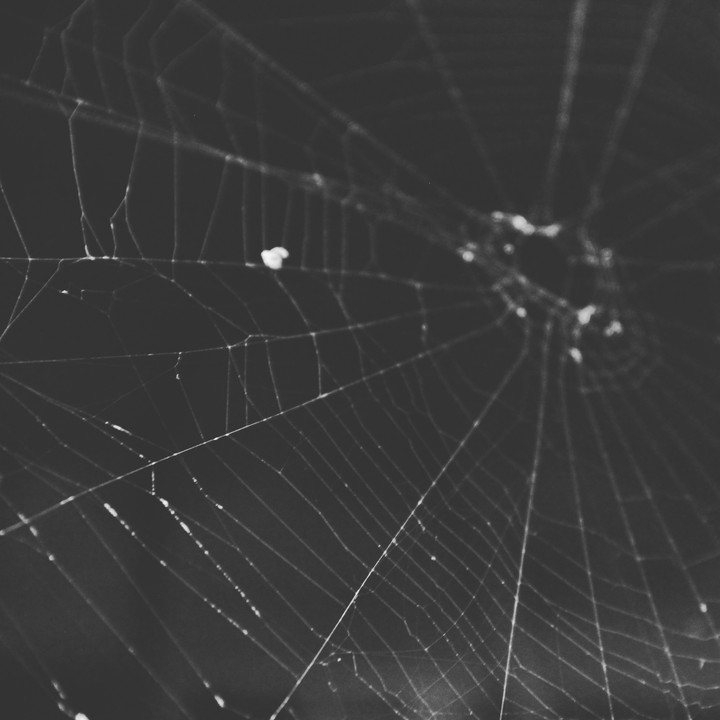 #spider #spiderweb