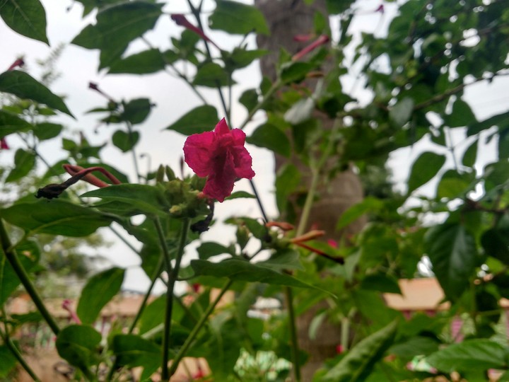 Bloom in the shadow