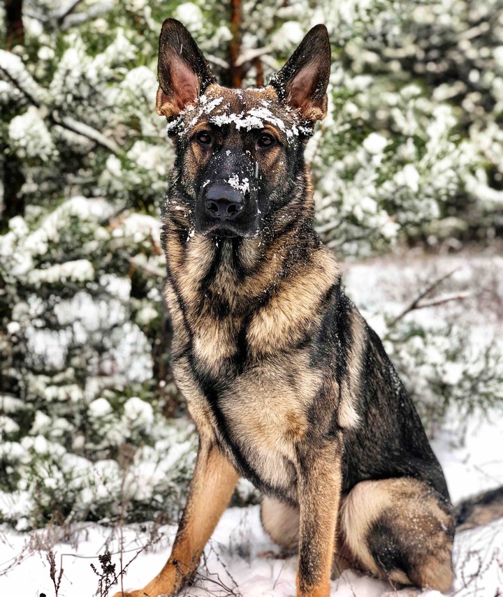 German shepherd