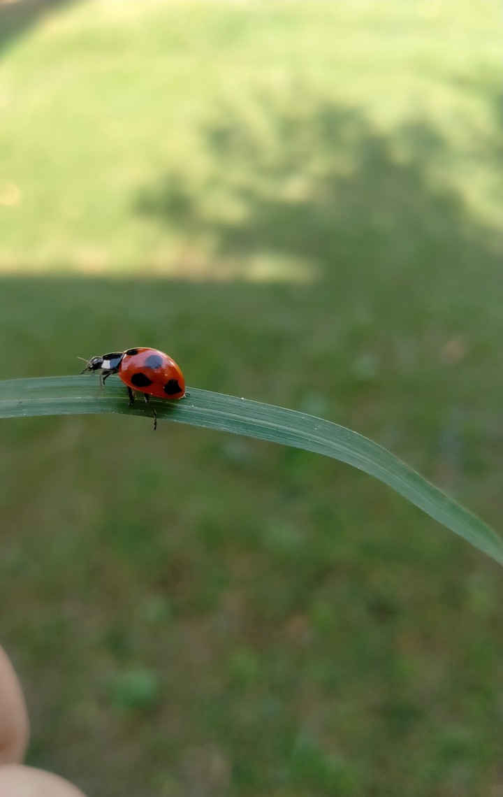lady bug...