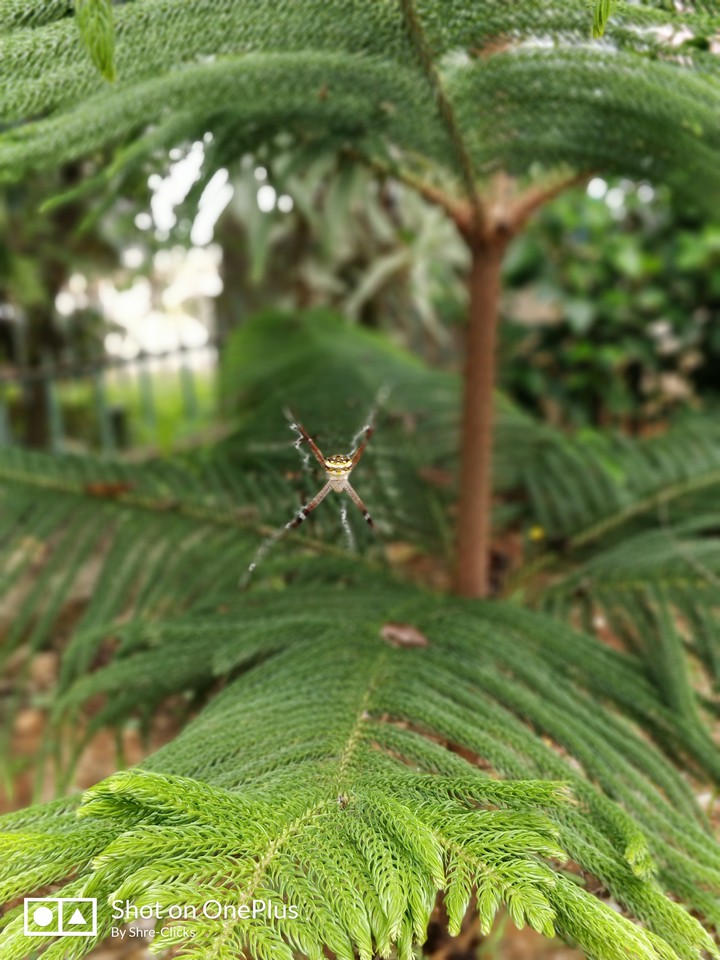 spider
