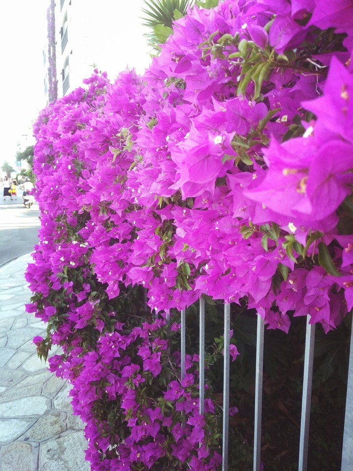 fiori