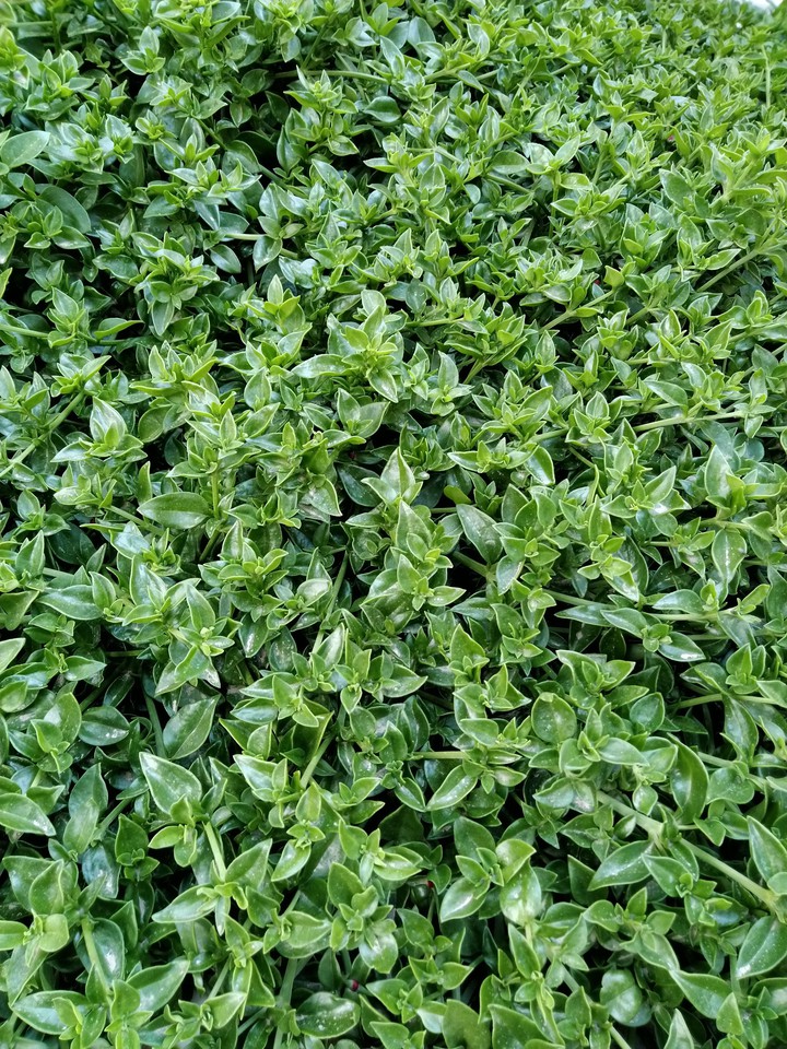 depth of green