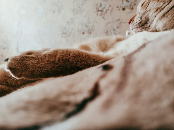 кот