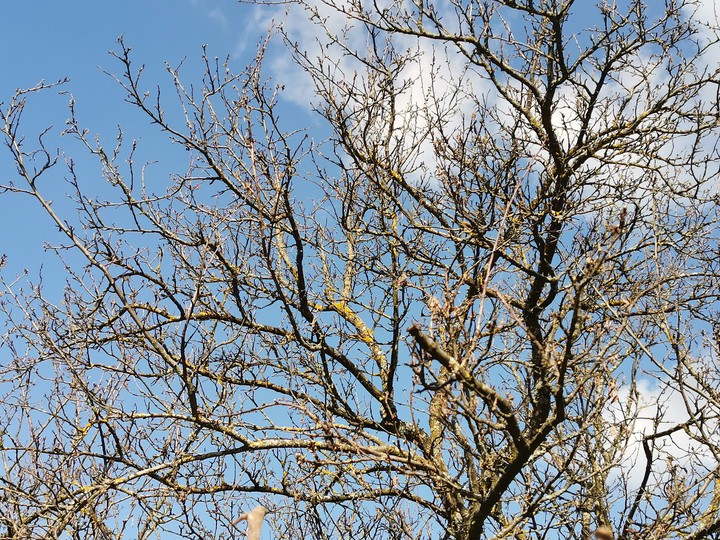 Spring is coming in the sunshine