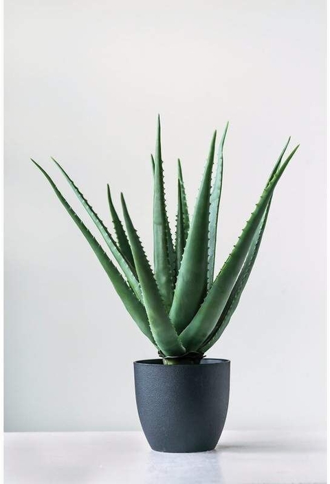 fonds d'écran agave, Cactus