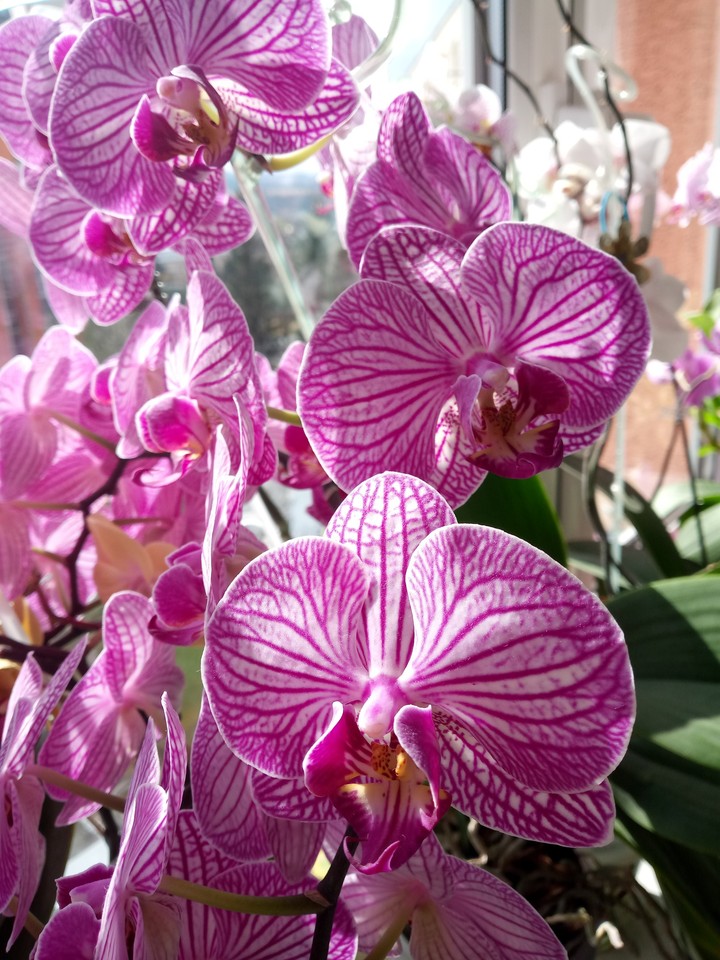 flowers